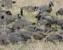 Greater white-fronted goose. Along the Dike Road path 2/3/2017