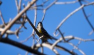 Yellow-rumped Warbler (Myrtle variety)