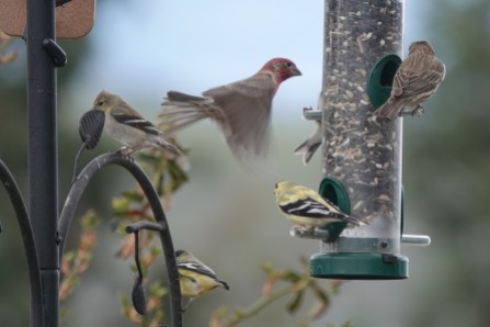 Finches5